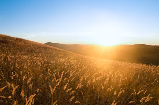 Breathtaking sunrise over grassy fields in Altai, Russia, with golden light and serene landscape.