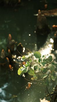 Image by Rahime Gül