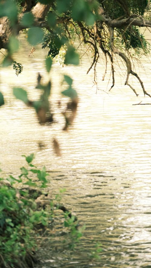 Free Serene river view with lush foliage and overhanging branches creating a peaceful nature scene. Stock Photo