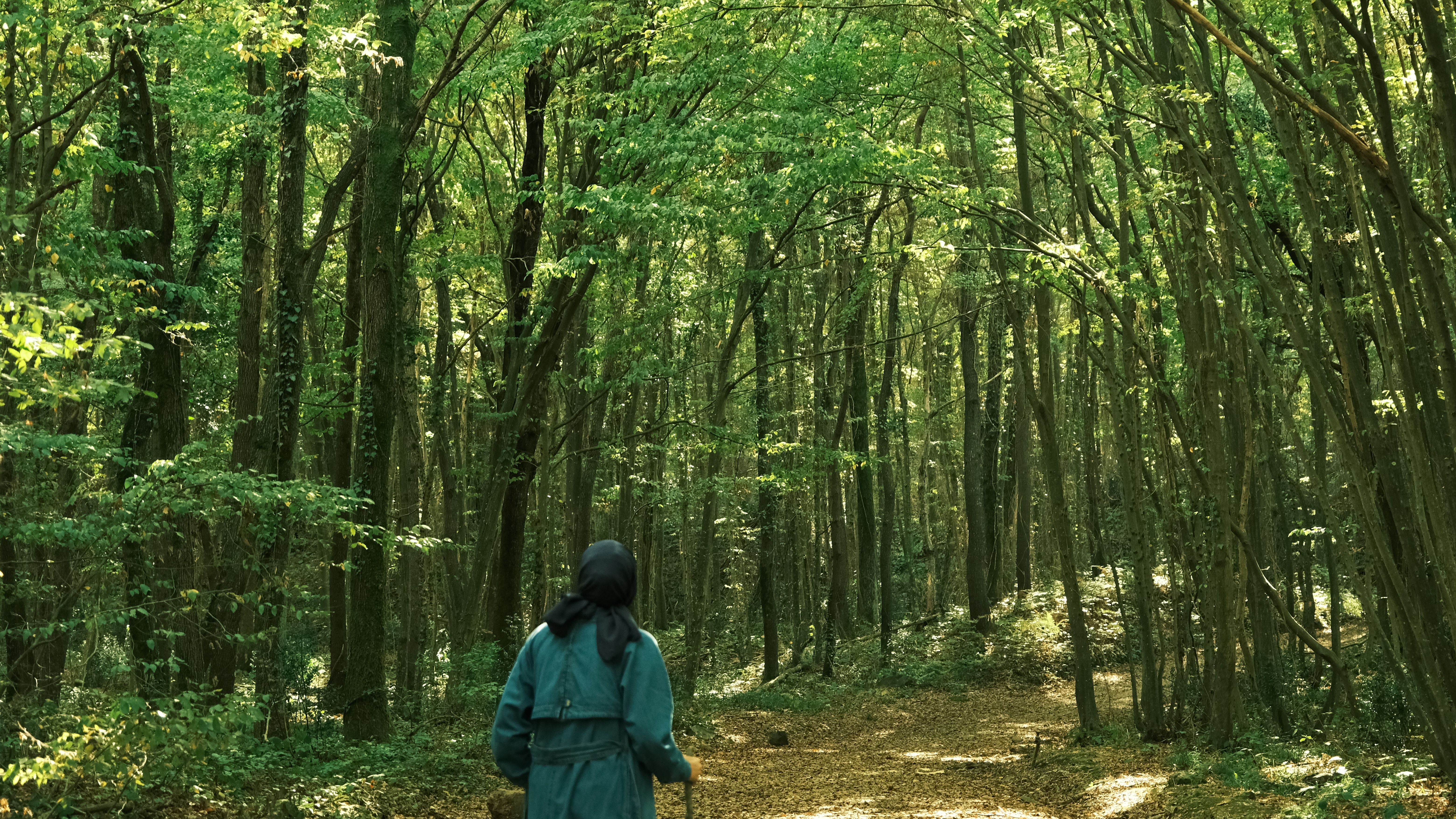 Woman Walking in a Sunlit Forest Path · Free Stock Photo