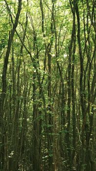Sunlight filtering through a dense forest, showcasing lush green trees and tranquil nature.