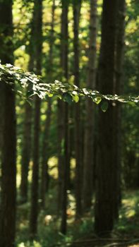 Tranquil forest scene with sunlit leaves and tall trees, perfect for nature lovers.