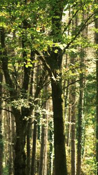 Beautiful forest scene with sunlight streaming through lush green leaves, creating a serene atmosphere.