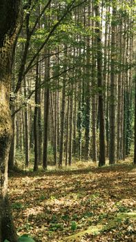 A tranquil pine forest with sunlight streaming through tall trees, capturing the essence of nature's peace.
