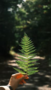 A hand holds a green fern leaf in a sunlit forest, showcasing nature's beauty.