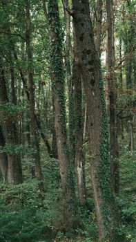 A lush forest with tall trees covered in ivy, evoking a serene and natural atmosphere.