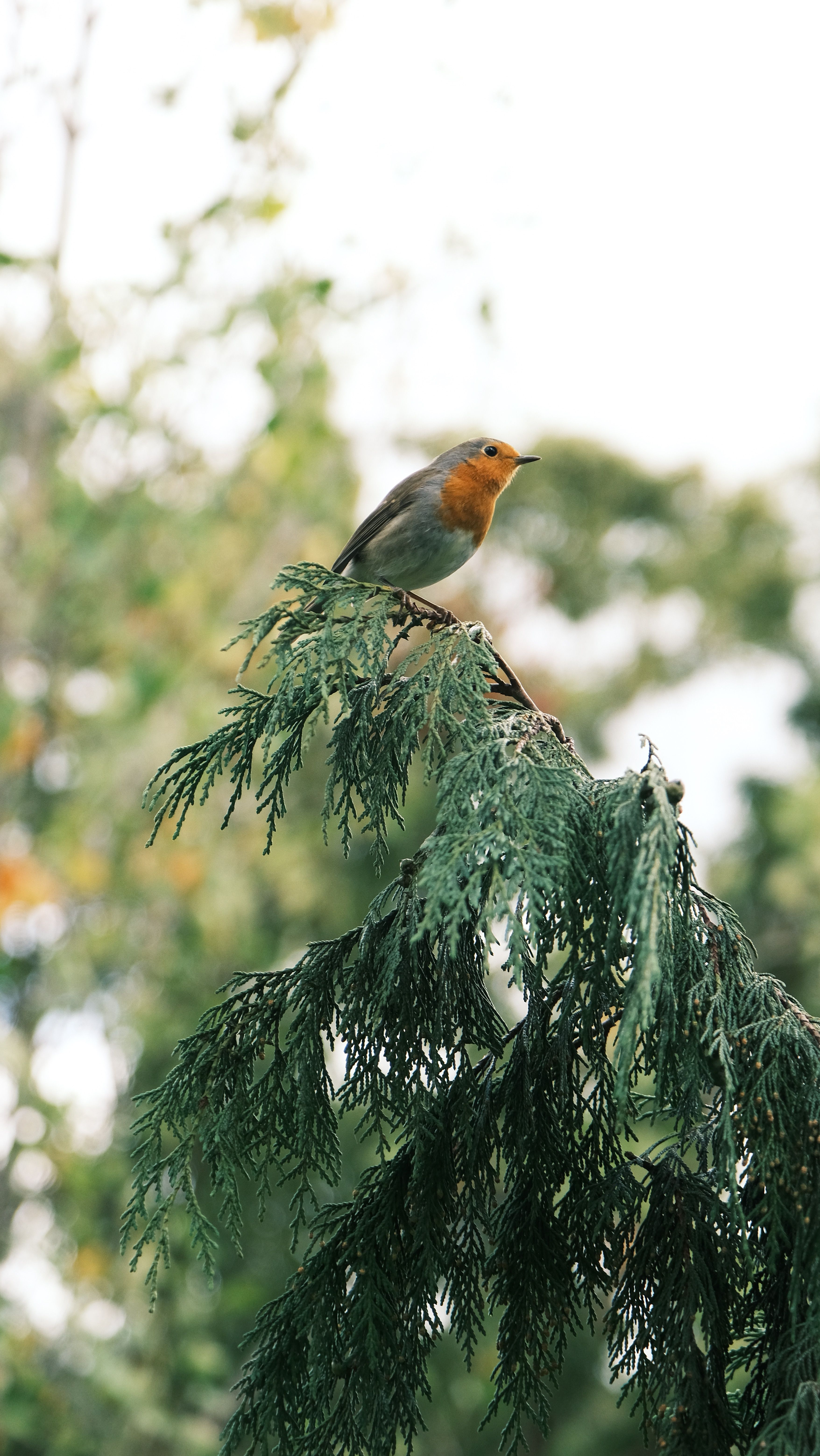 European Robin on a Pine Tree Branch · Free Stock Photo