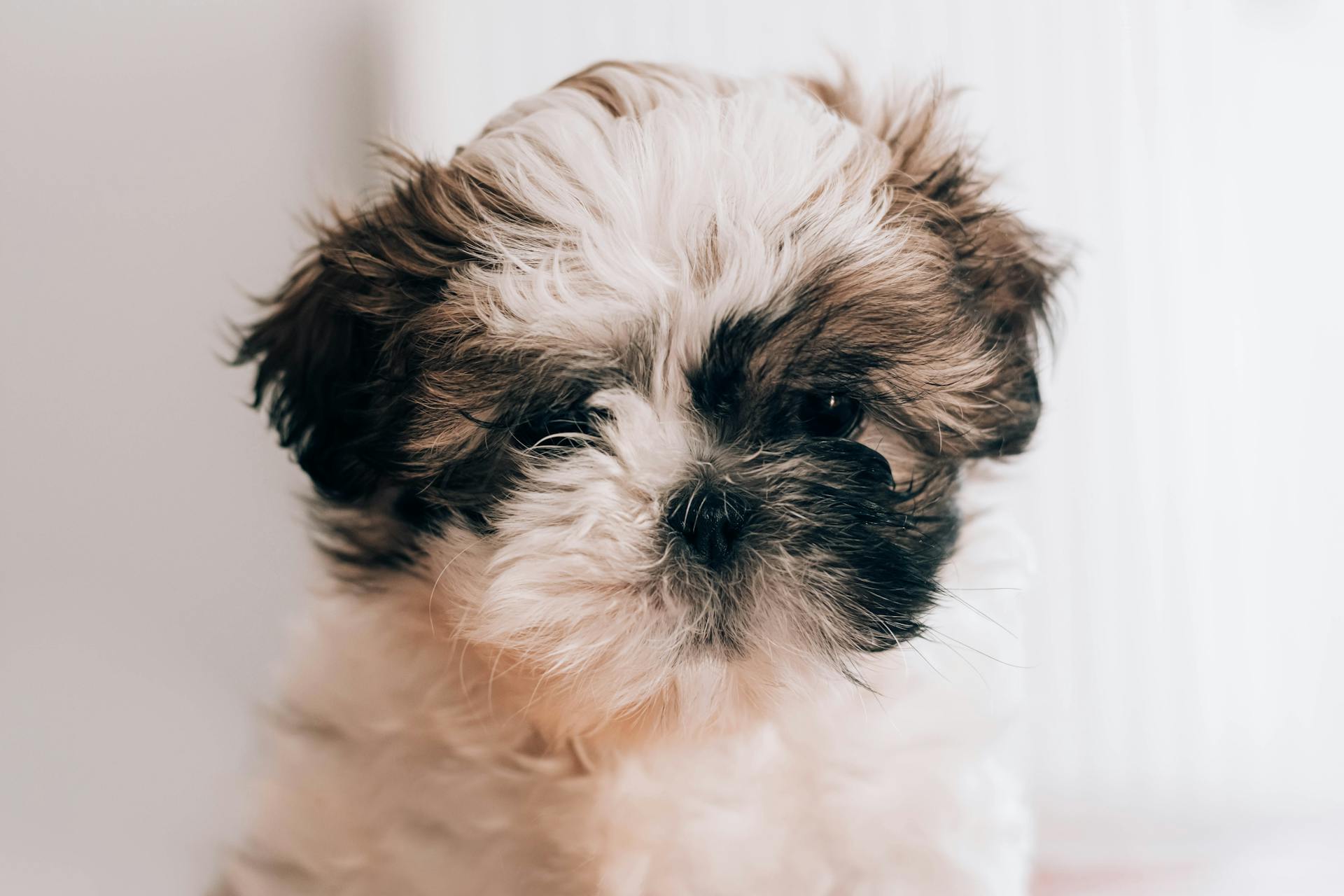 Une photo gratuite du shih tzu