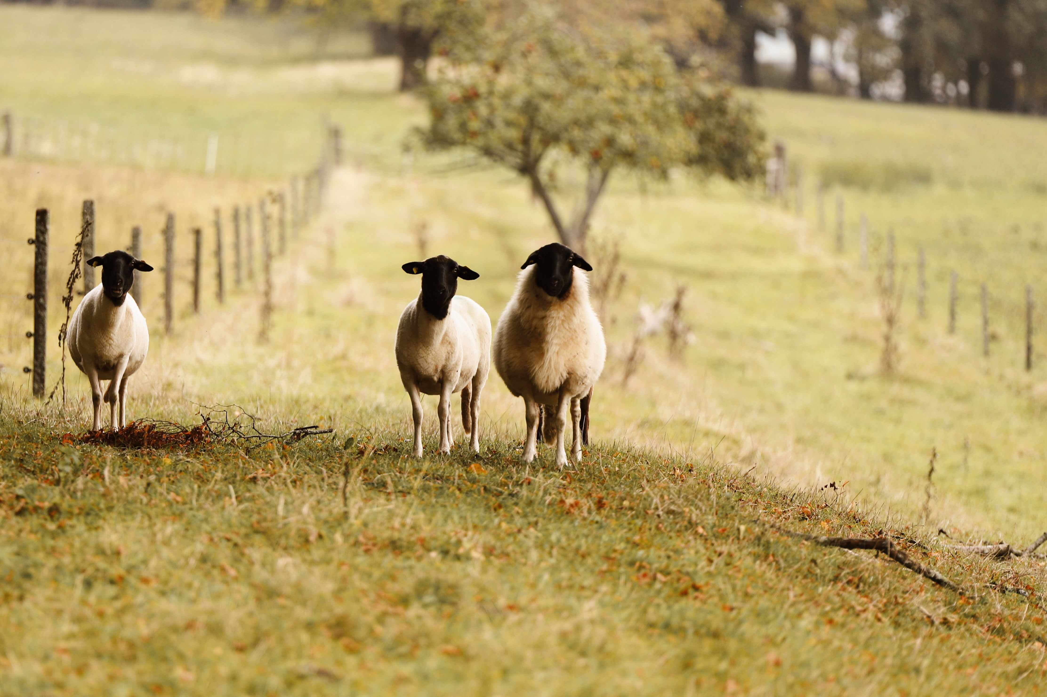 Sheep Grazing in a Scenic Pasture Landscape · Free Stock Photo