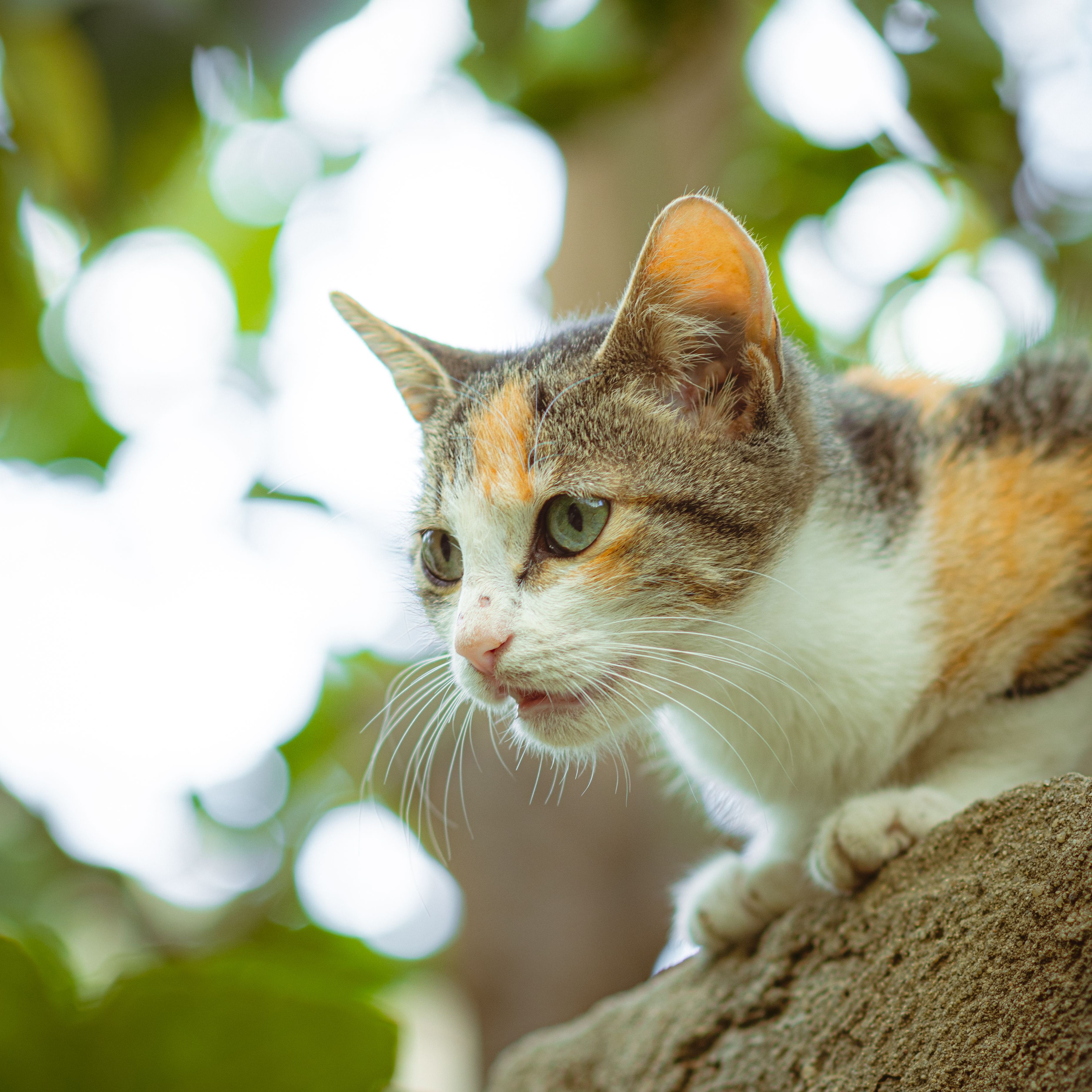 Free stock photo of animal, calico, cat