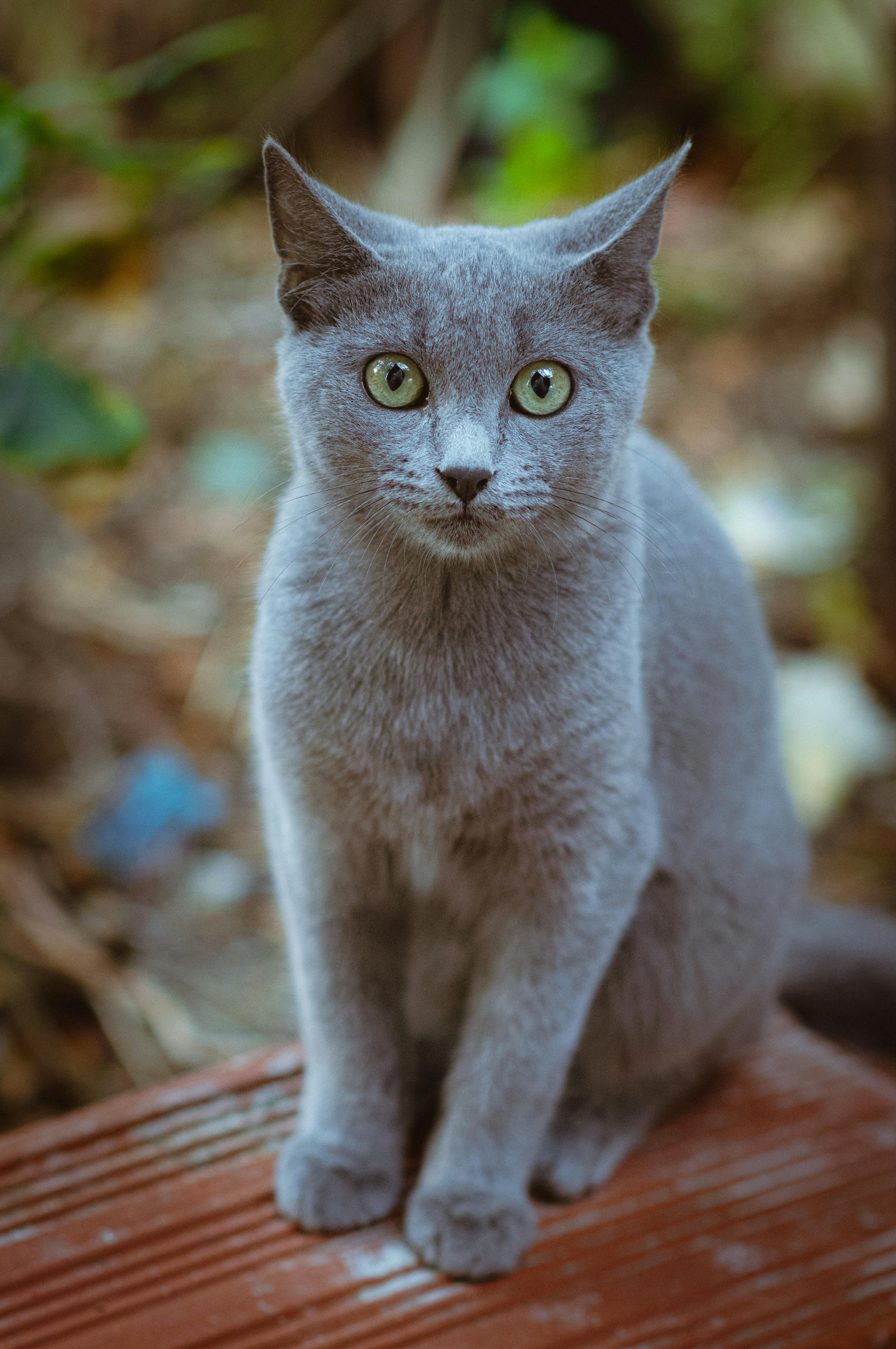 portrait of a curious gray cat in nature