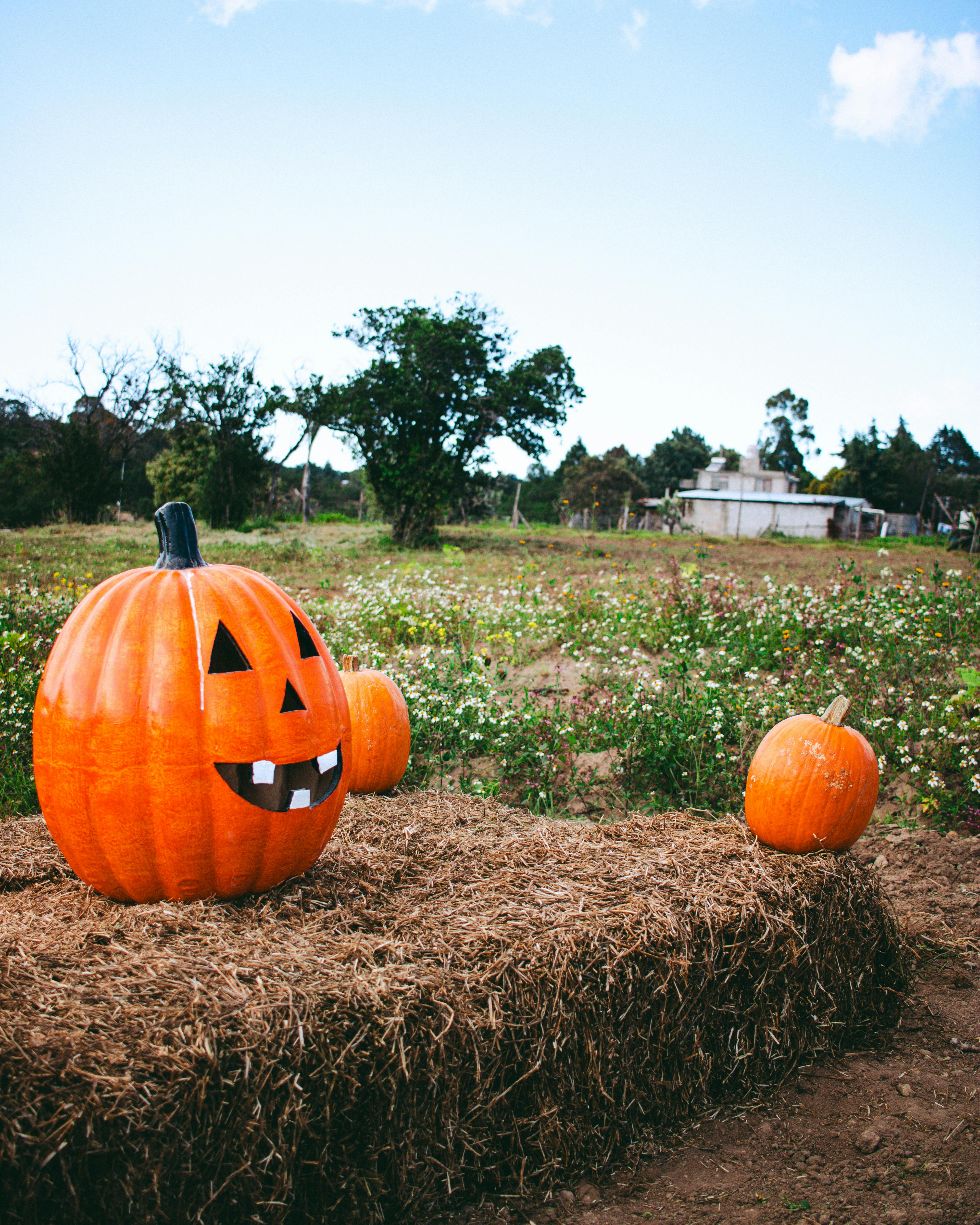 Exhibición De Calabazas De Halloween En Un Entorno Rústico · Foto de