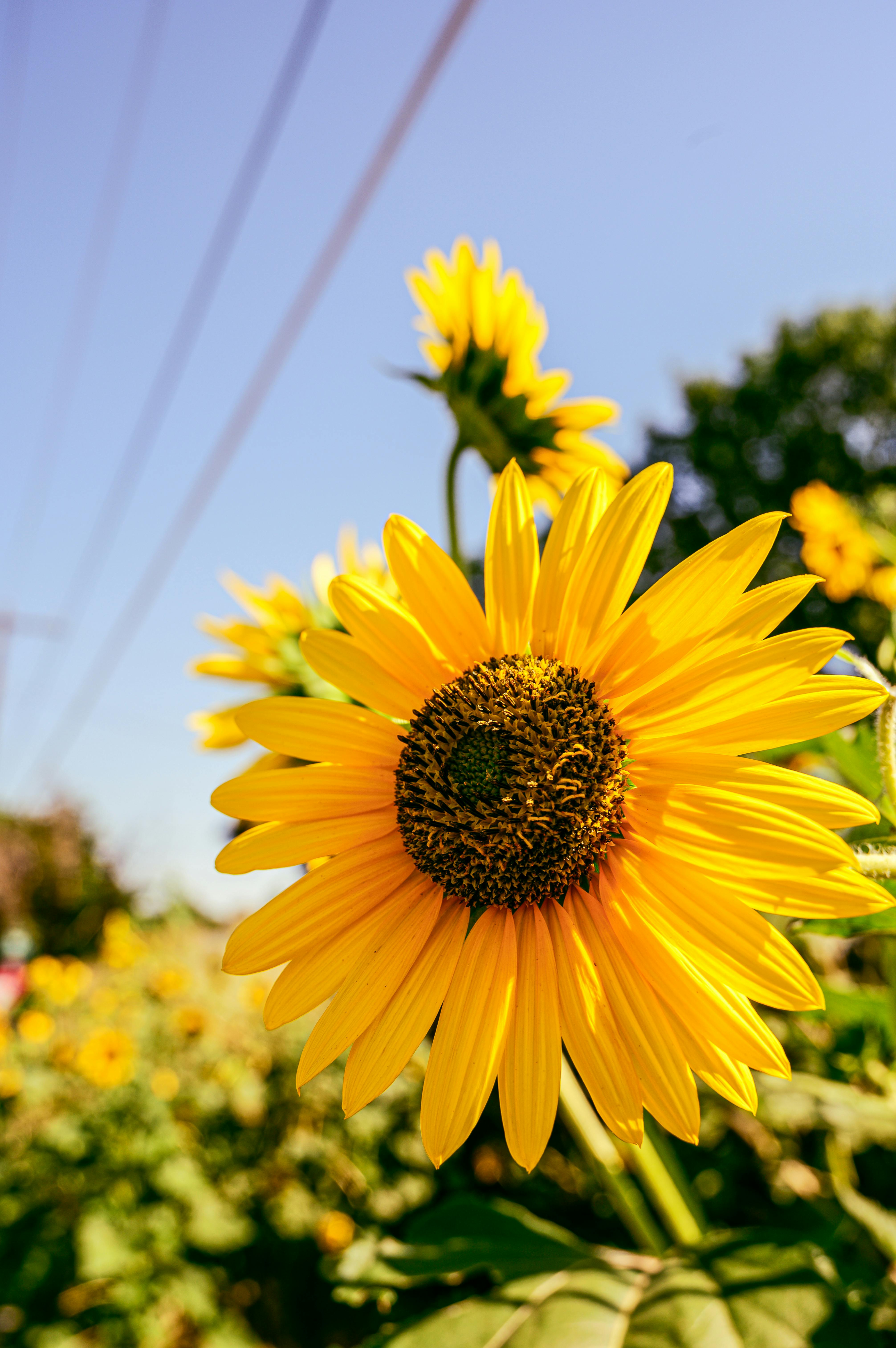 CloseUp Photo of Sunflower · Free Stock Photo