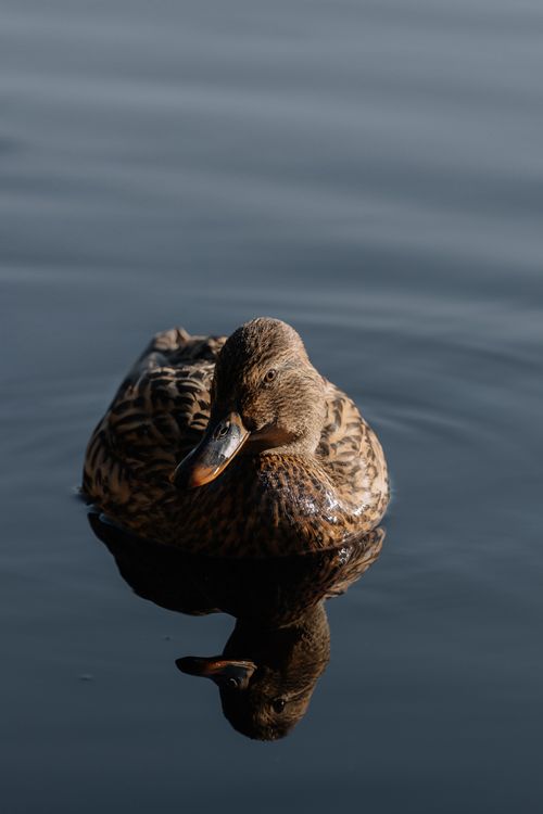 Free A peaceful mallard duck floats gracefully on a tranquil lake. Perfect nature study. Stock Photo