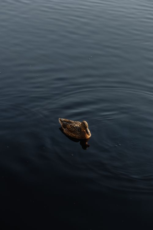 Free A lone duck peacefully floats on a dark, calm water surface, creating ripples. Stock Photo