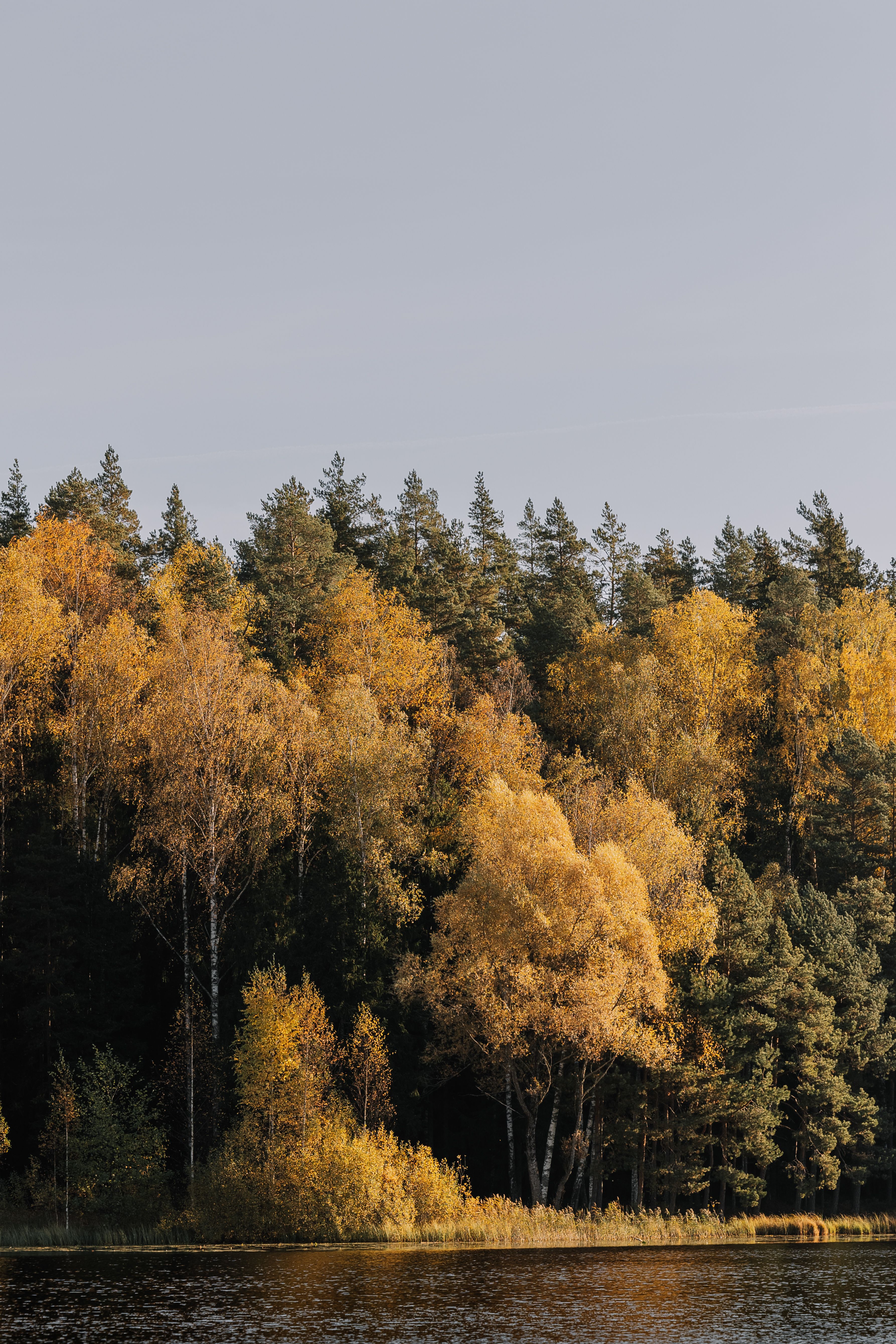 Serene Autumn Forest Reflection on Lake · Free Stock Photo