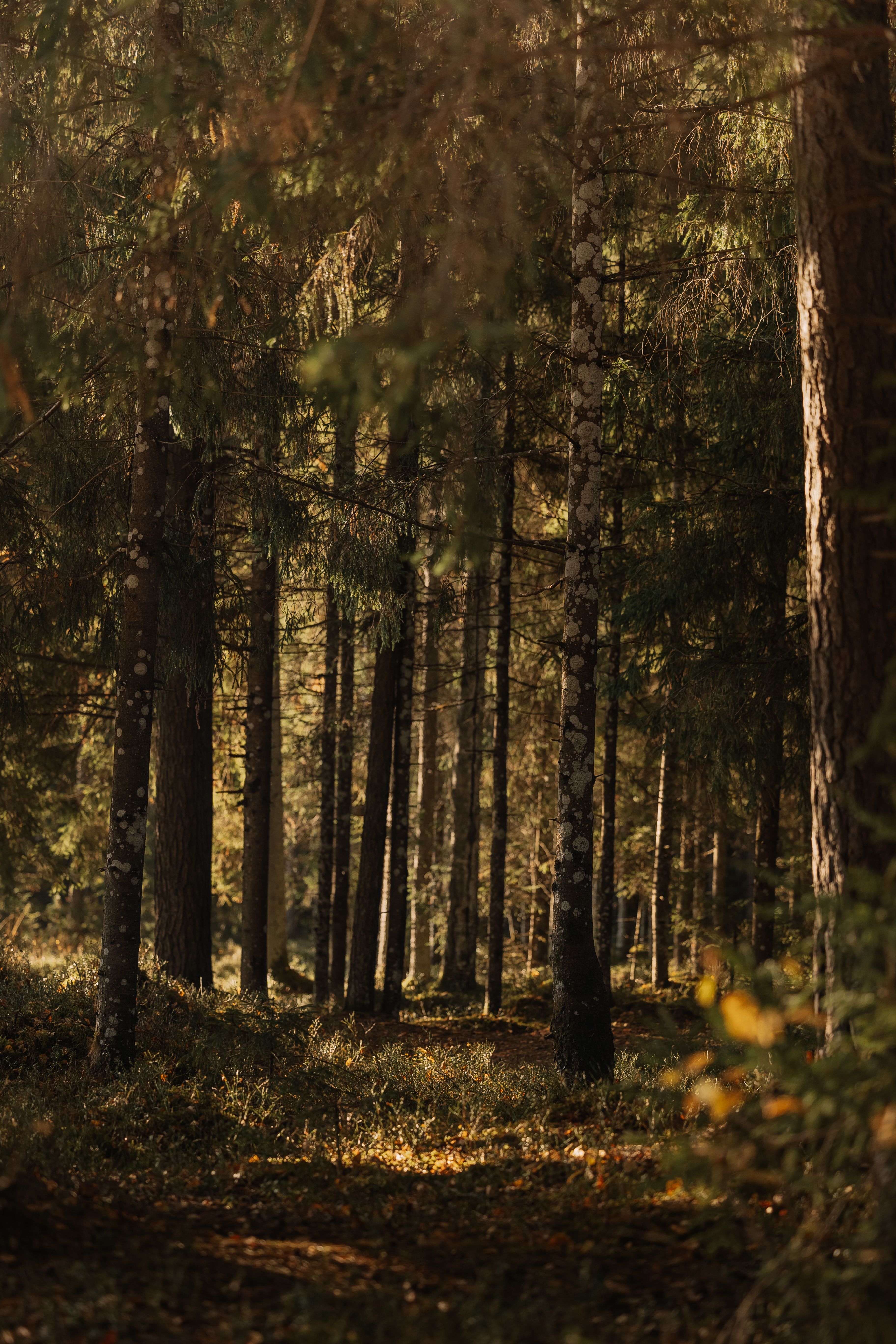 Serene Sunlit Forest Path in Autumn · Free Stock Photo