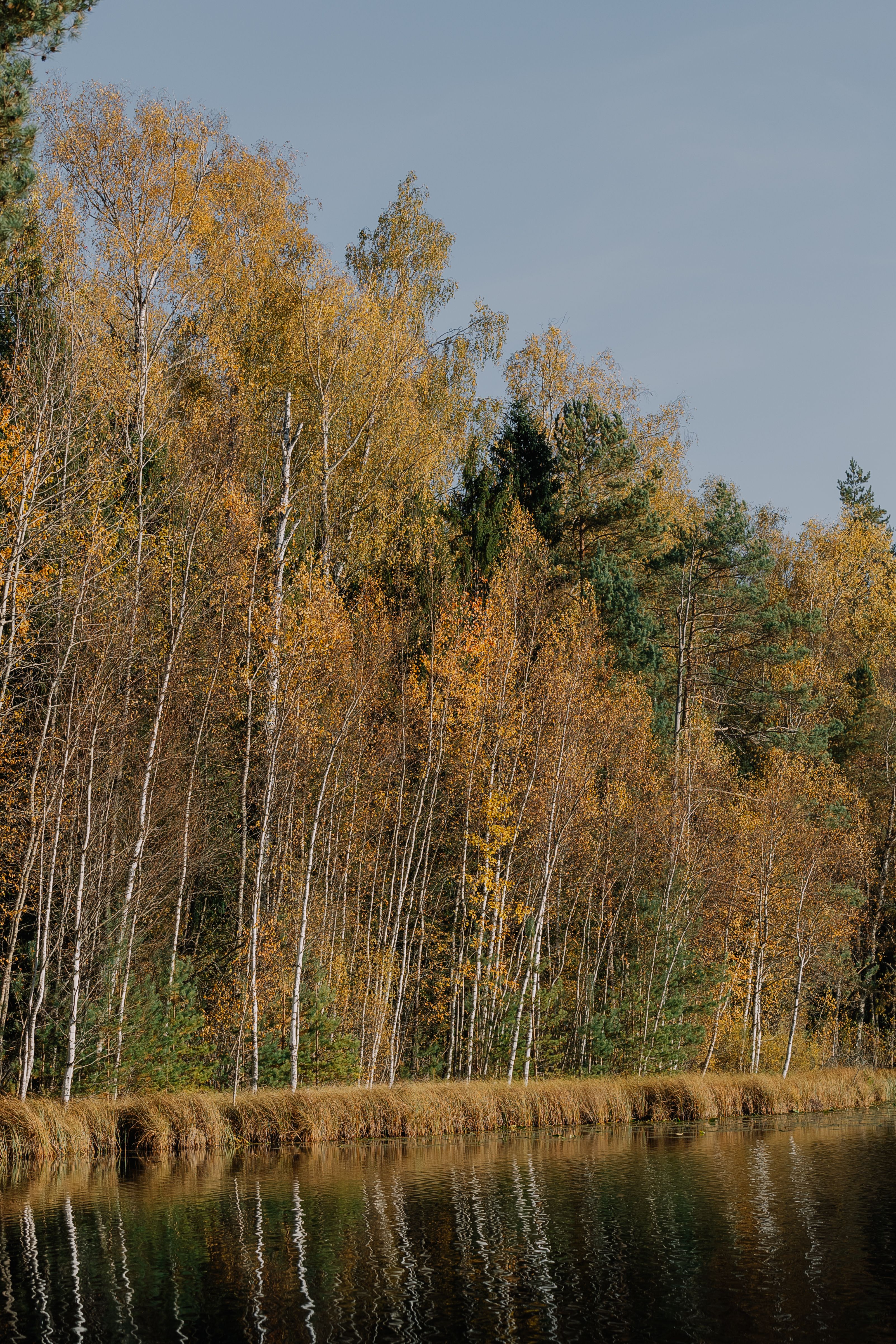 Serene Autumn Forest by a Tranquil Lake · Free Stock Photo