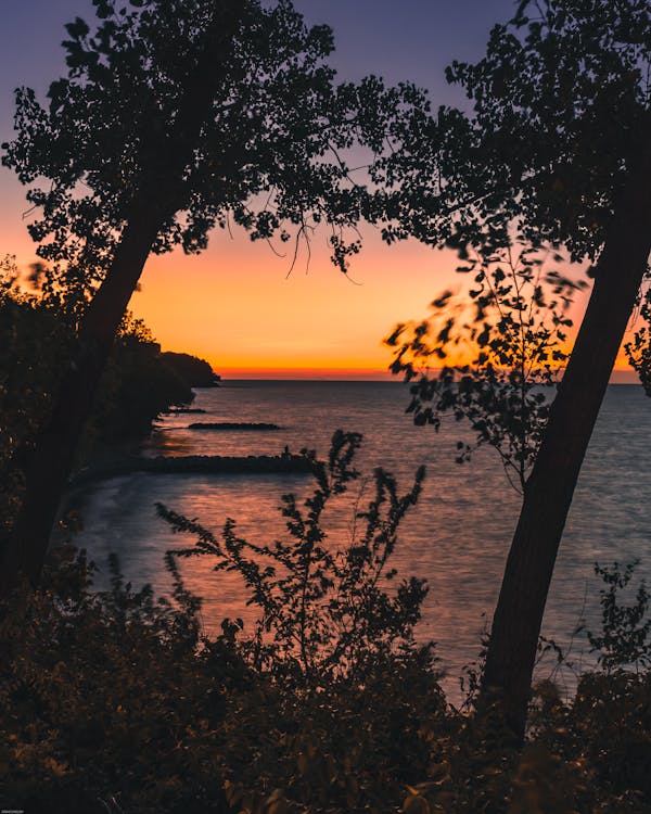 Trees Near Body of Water during Golden Hour