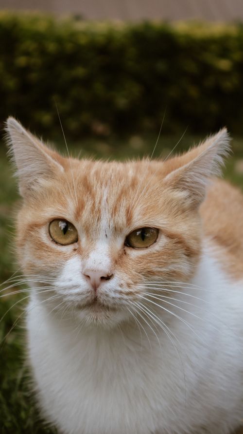 Free Adorable orange and white cat with captivating eyes in an outdoor setting. Stock Photo
