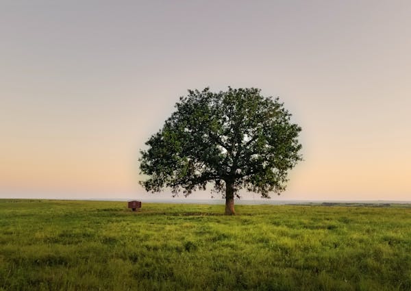 Mimine, adorable mamie chatte cherche retraite paisible photo 3