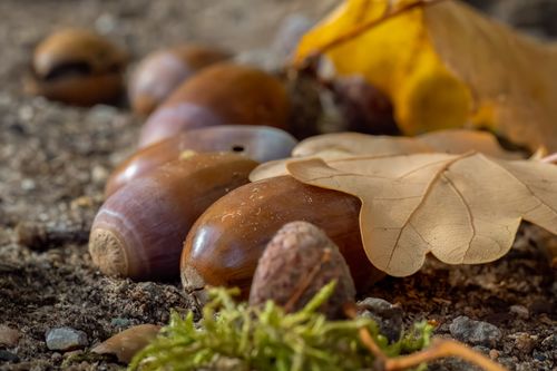 Free Detailed view of acorns and oak leaves on earthy forest ground in fall. Stock Photo