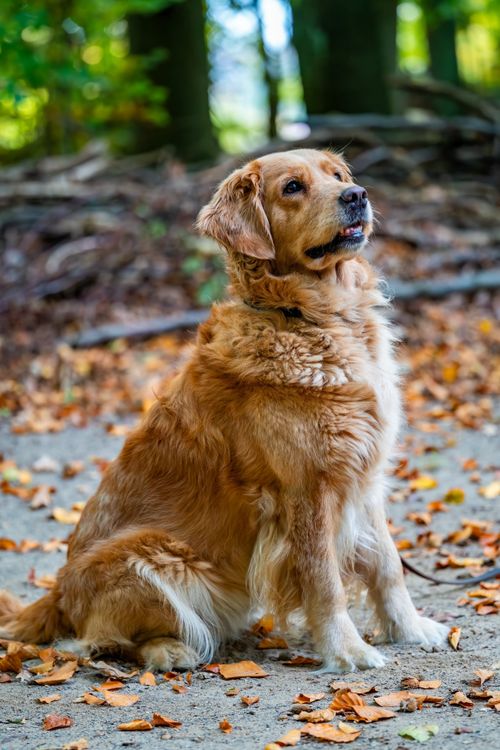 Friendly Golden Retriever Sitting Outdoors in Autumn · Free Stock Photo