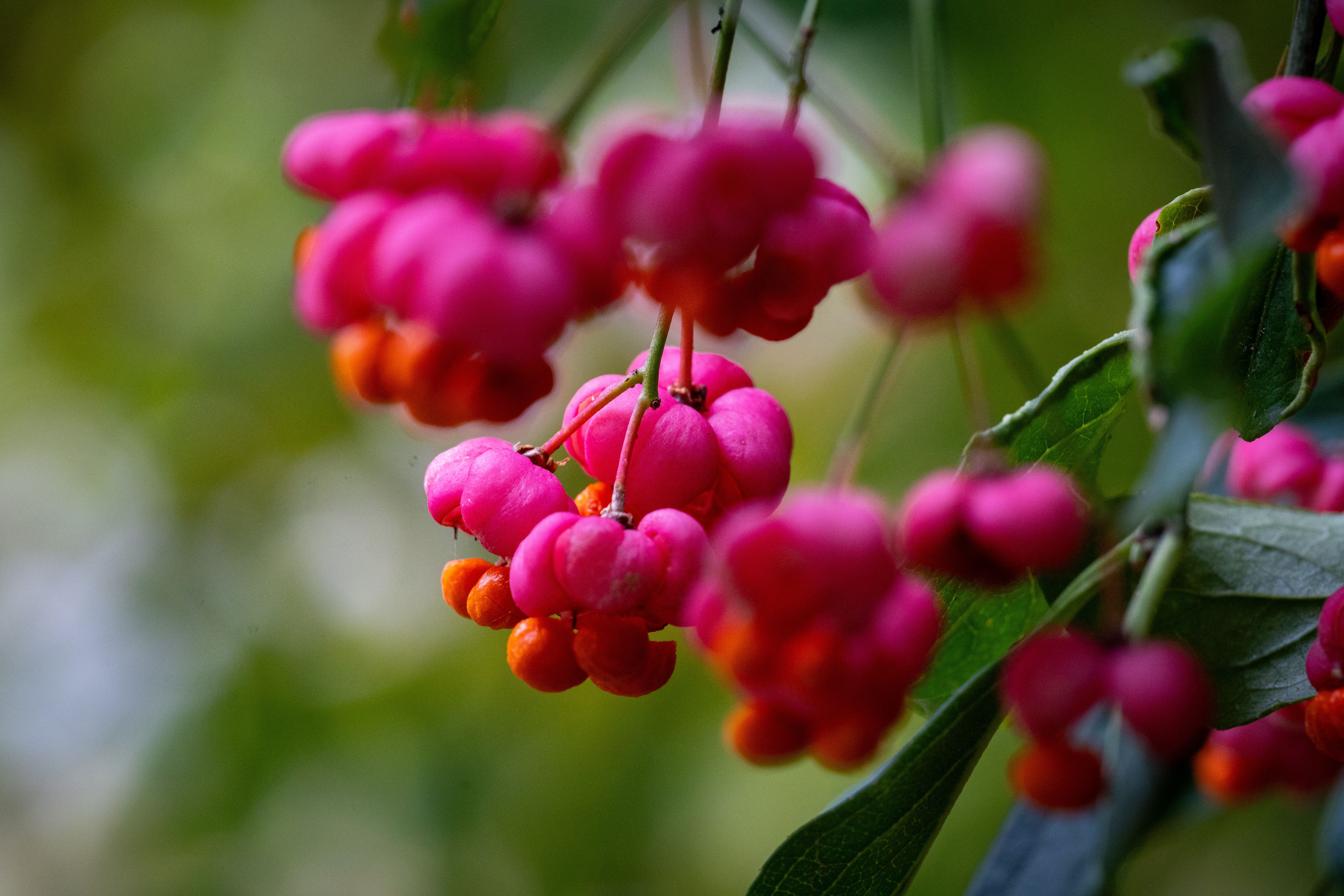 Vibrant Pink and Orange Berries in Nature · Free Stock Photo
