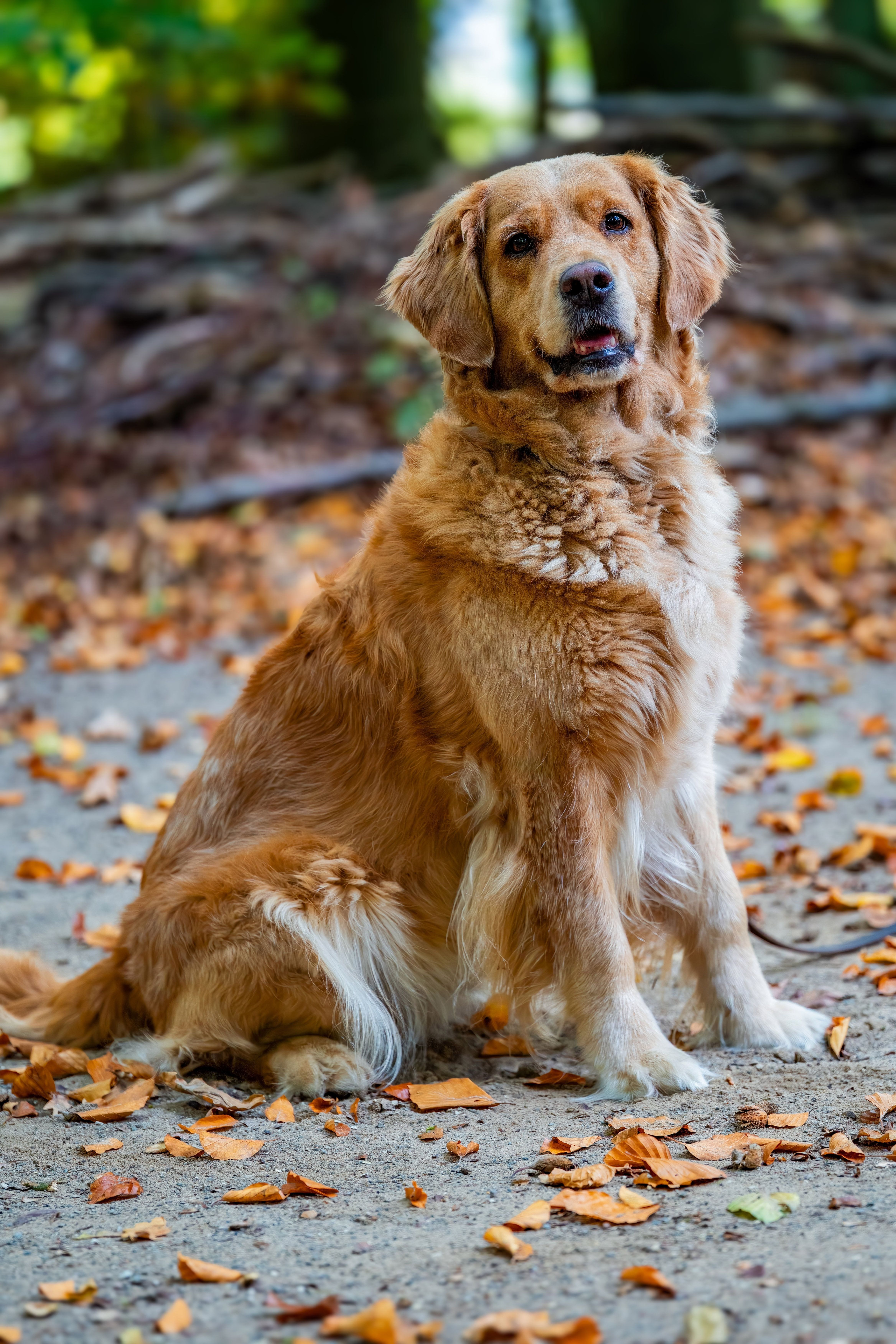 Golden retriever resting on autumn leaves