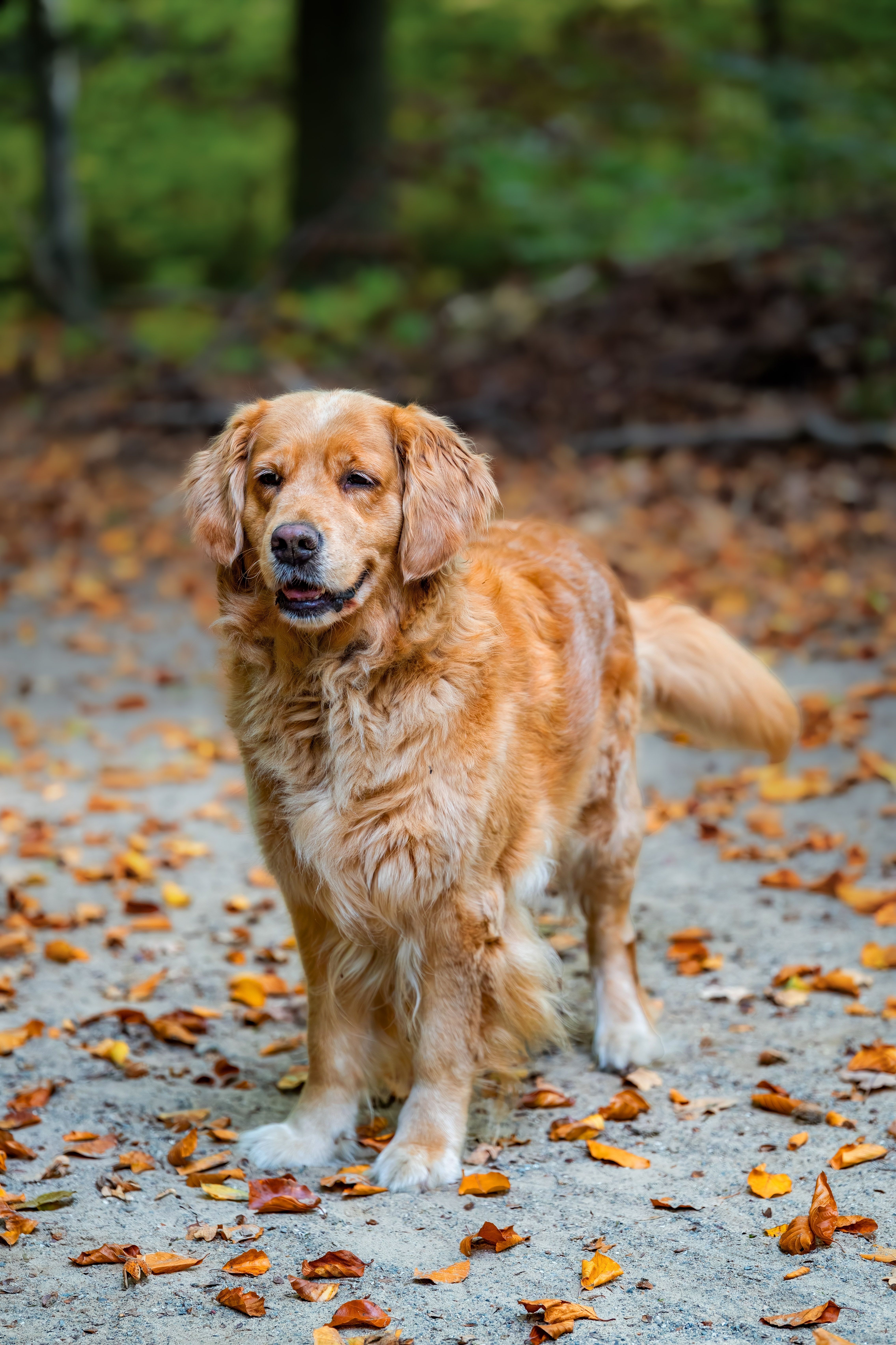 Golden Retriever Enjoying a Walk in Autumn Park · Free Stock Photo
