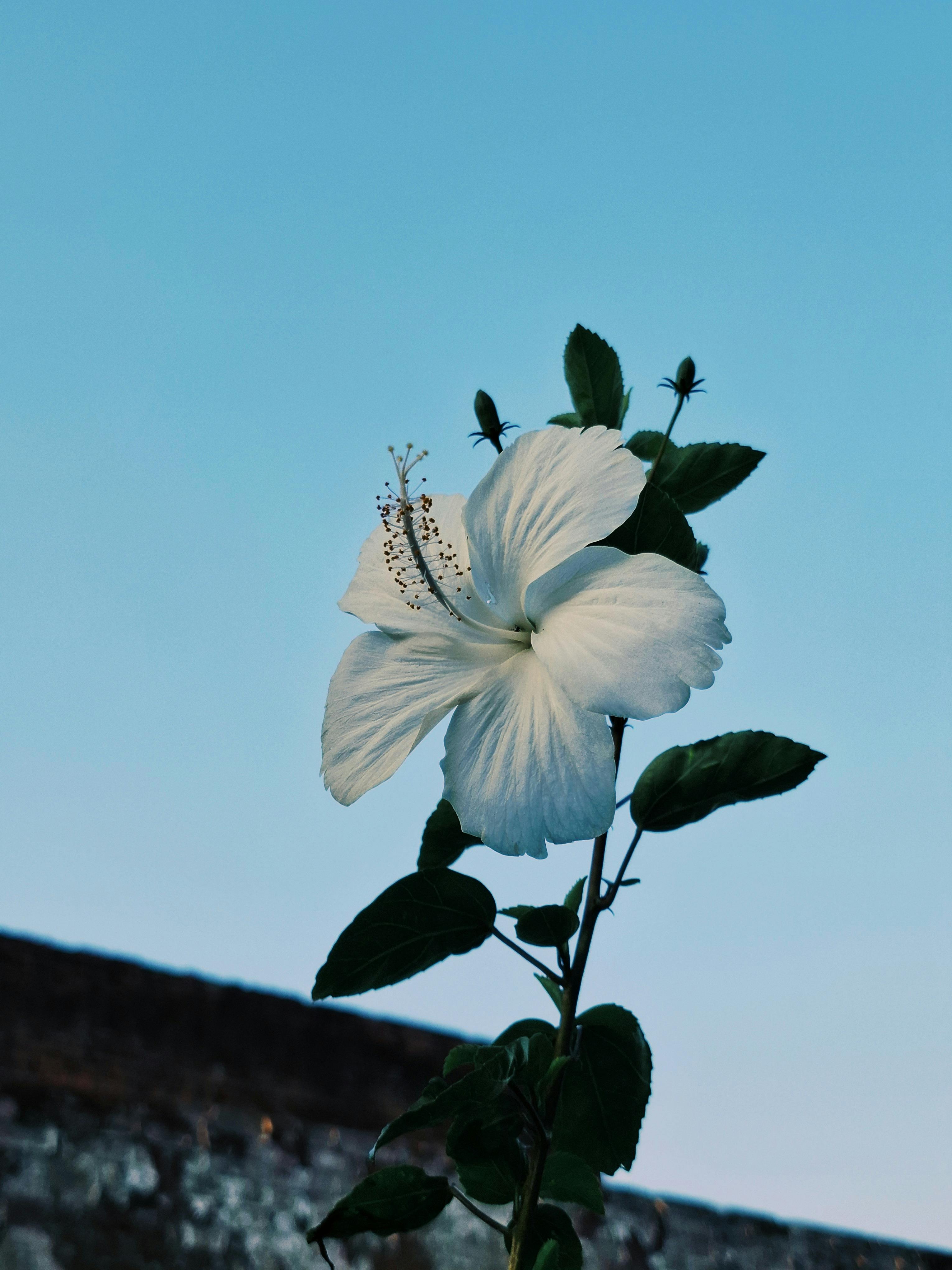 A captivating view of a white hibiscus flower reaching towards a serene blue sky.