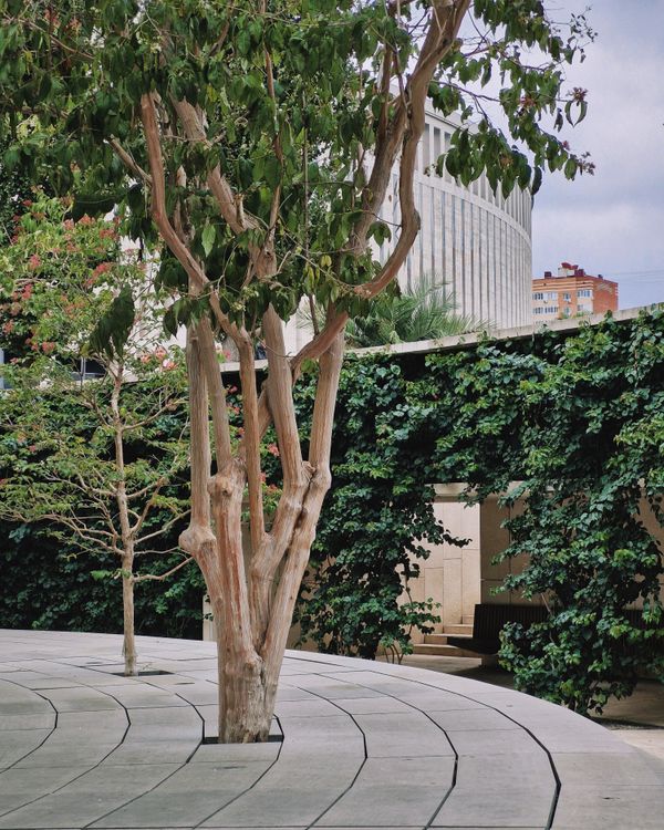 Courtyard with trees and greenery