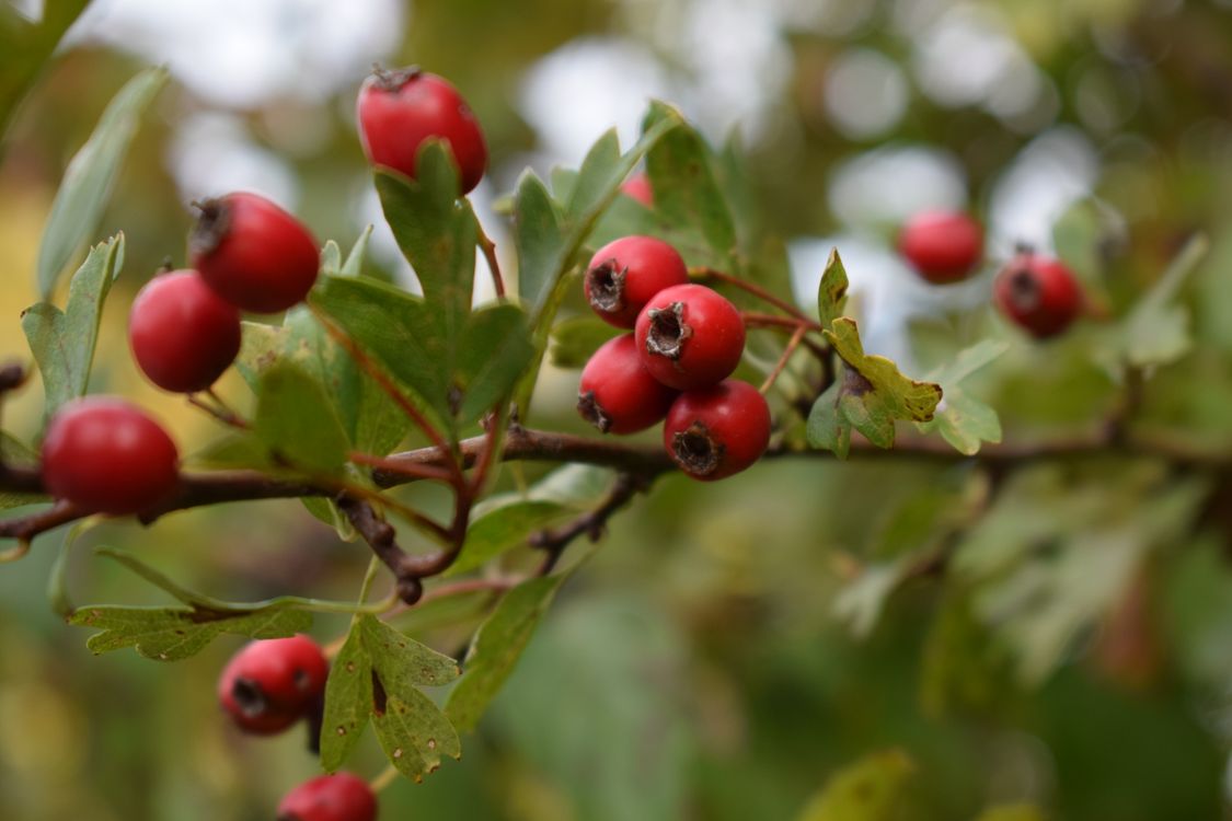 Define Haw Close-up of Vibrant Autumn Hawthorn Berries · Free Stock Photo