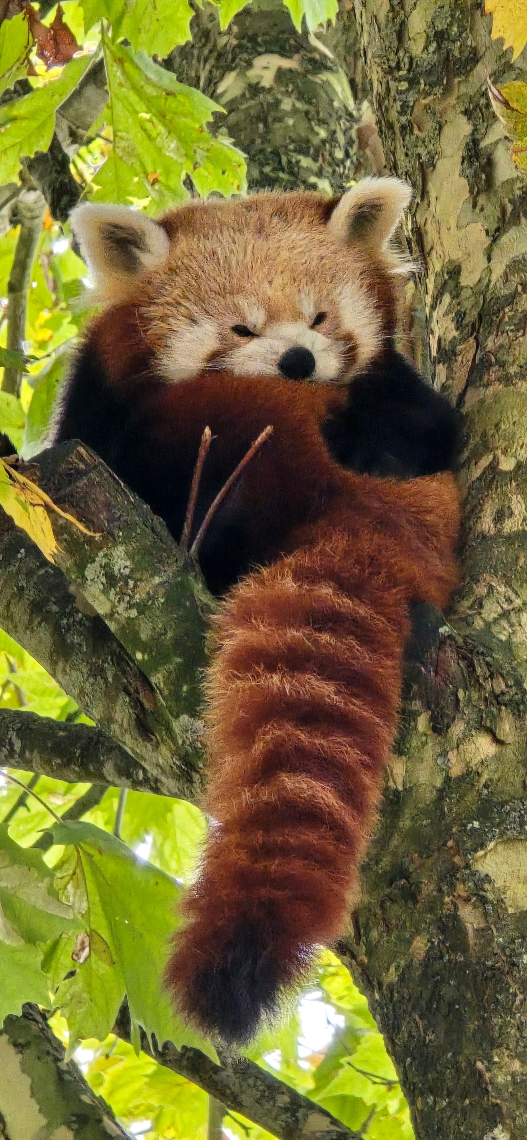 Fotomural Encantador panda rojo relajándose en un árbol rodeado de hojas verdes exuberantes.
