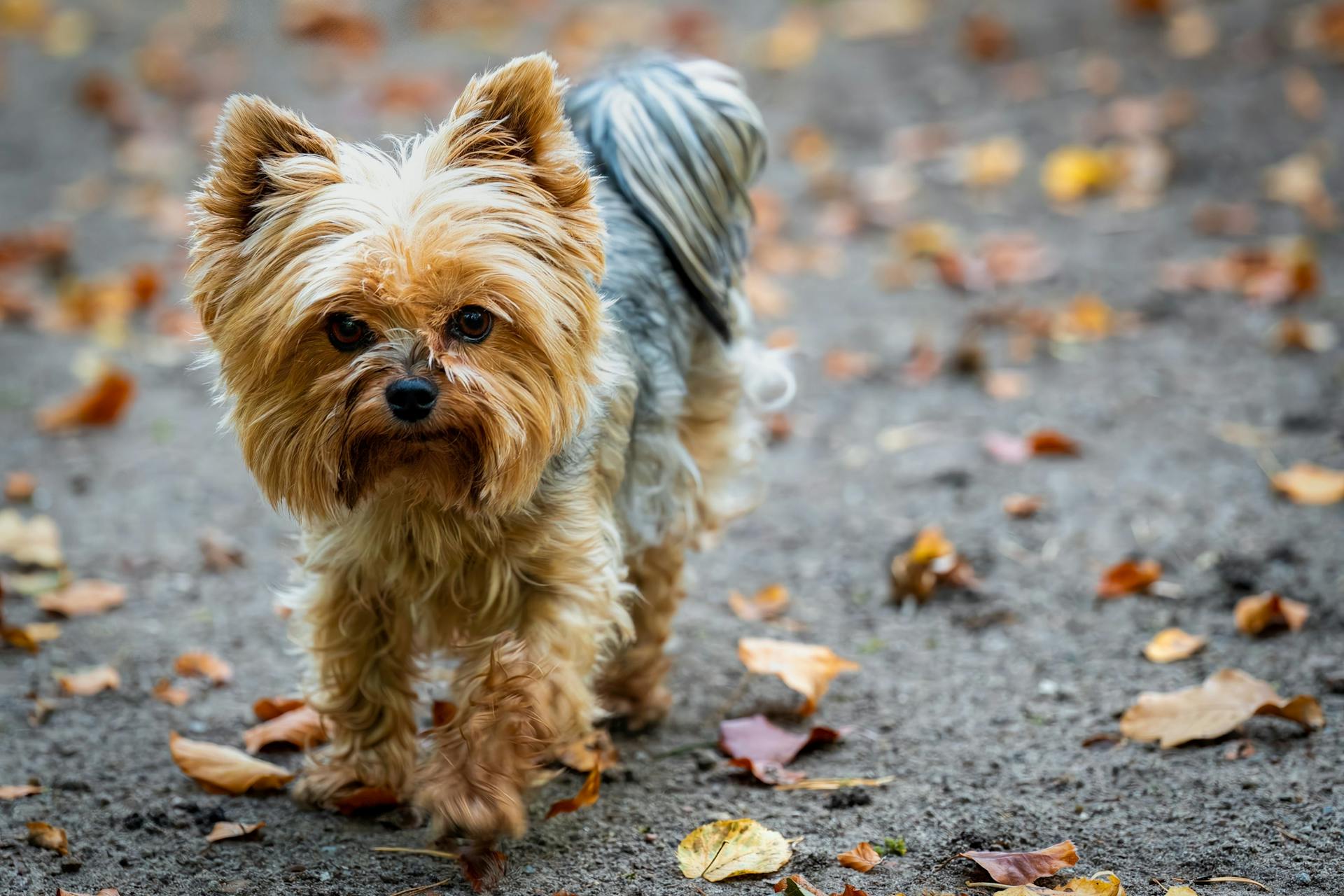 Adorable Yorkshire Terrier Walking on Autumn Leaves