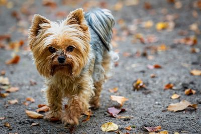 Yorkshireterrier – hundras
