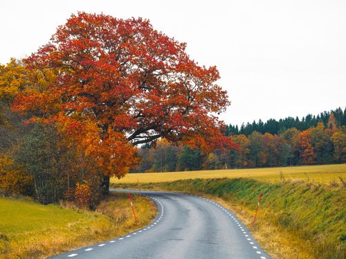 Free Beautiful winding road through vibrant autumn landscape with colorful fall foliage. Stock Photo