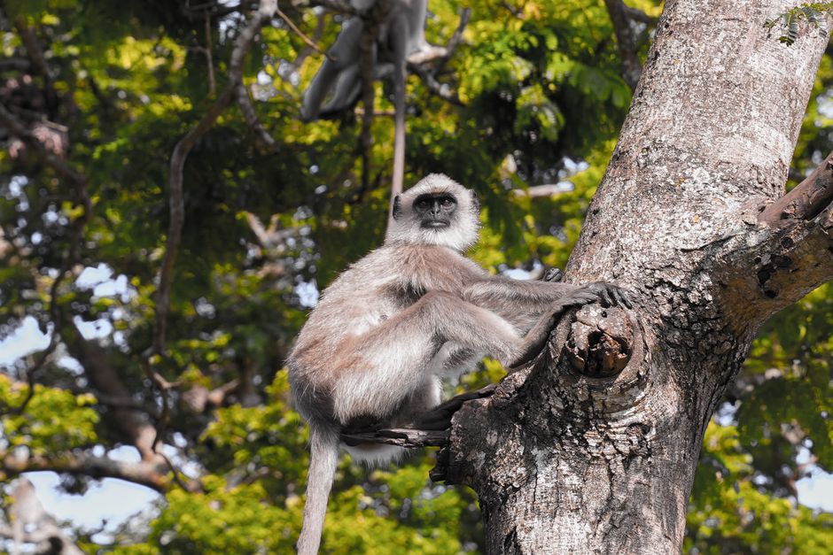 Bandipur travel package