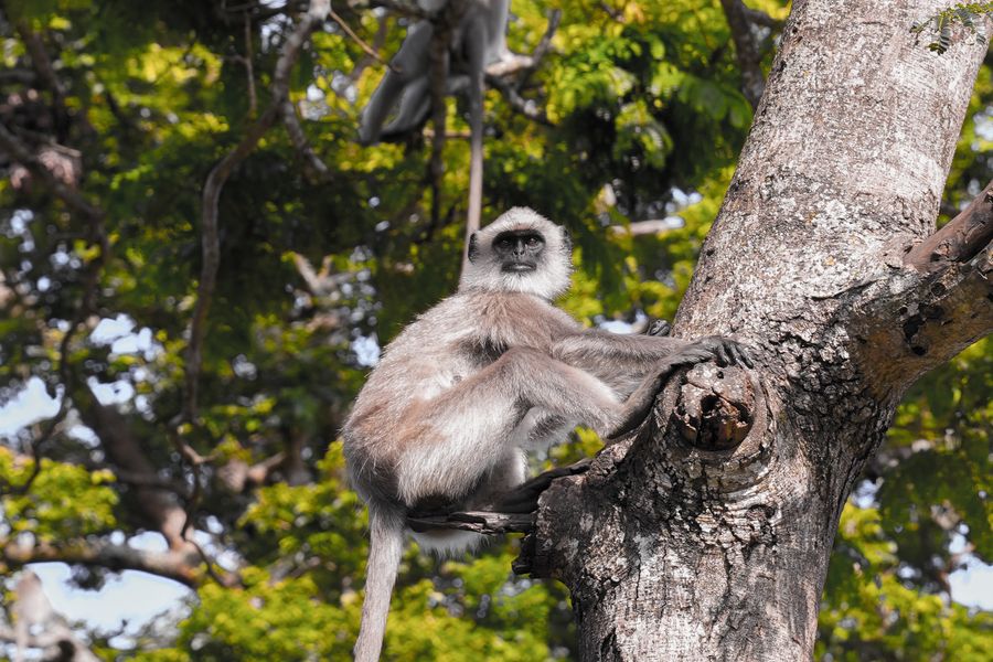 Bandipur National Park photo 5