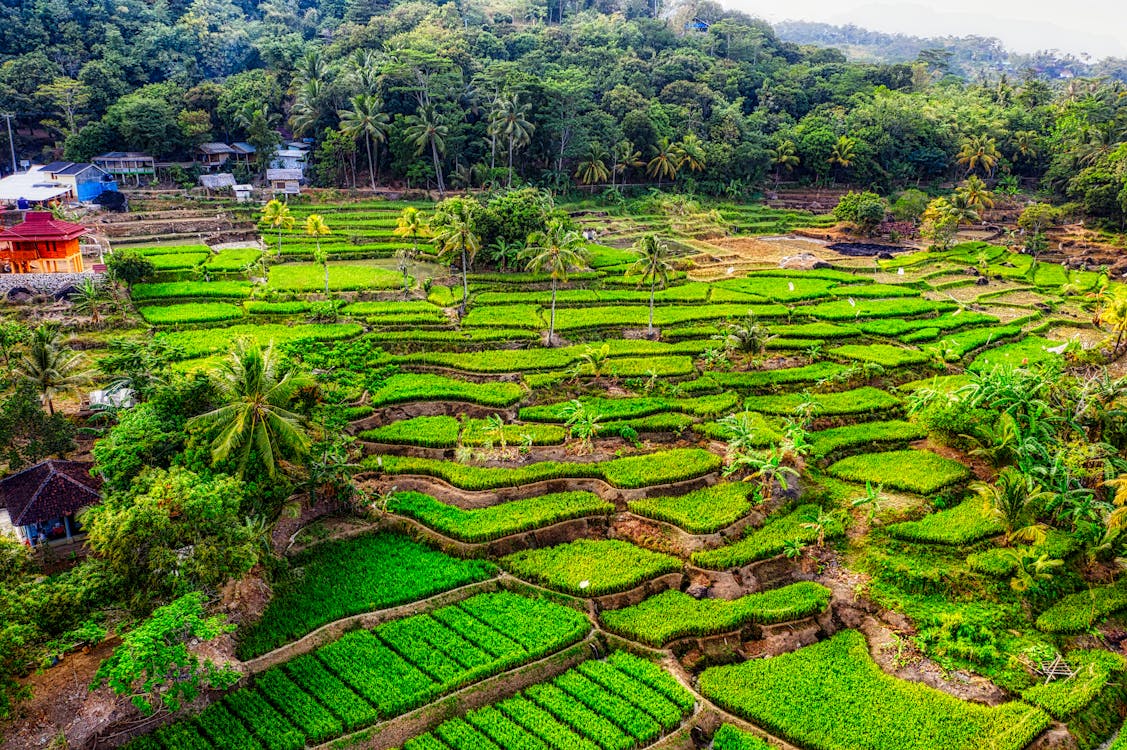 Landscape Photo of Rice Terraces