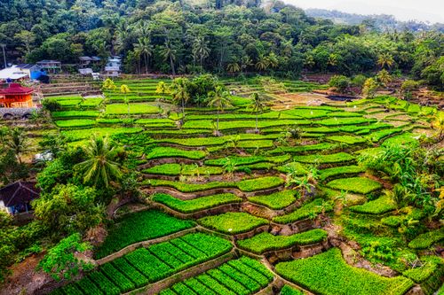 Free Explore the vibrant rice terraces of West Java's countryside, showcasing lush greenery. Stock Photo