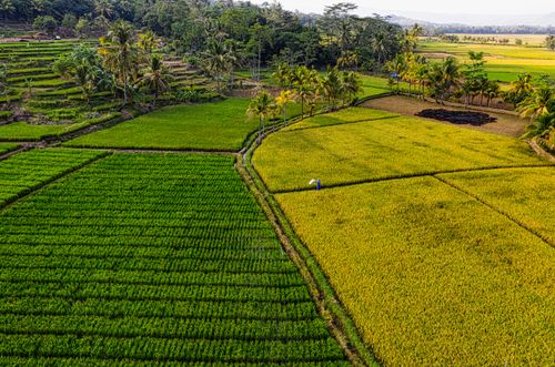 Free Scenic aerial shot of vibrant rice terraces in West Java, showcasing lush greenery and palm trees. Stock Photo