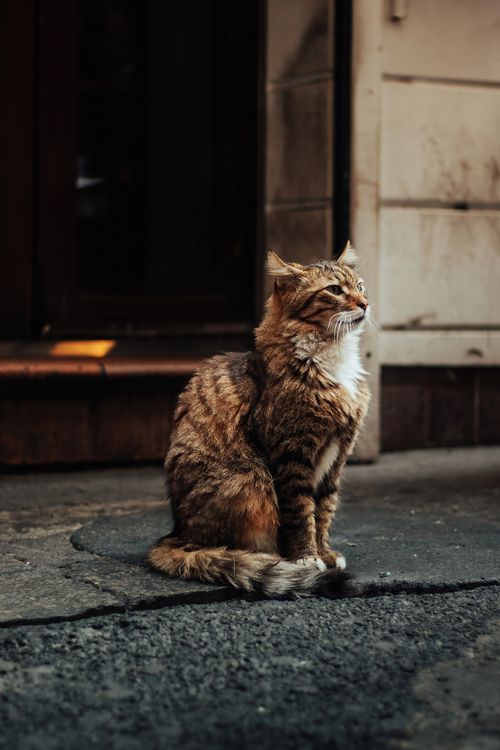 Free A street cat sitting calmly in an Istanbul alley, showcasing urban life. Stock Photo