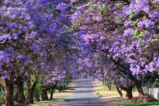 A vibrant street view with jacaranda trees in full bloom featuring a stunning purple canopy.