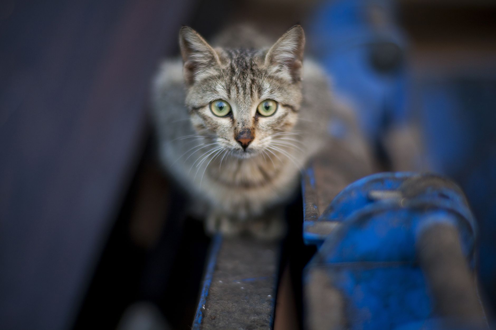 Portrait of a cat at a veterinary clinic