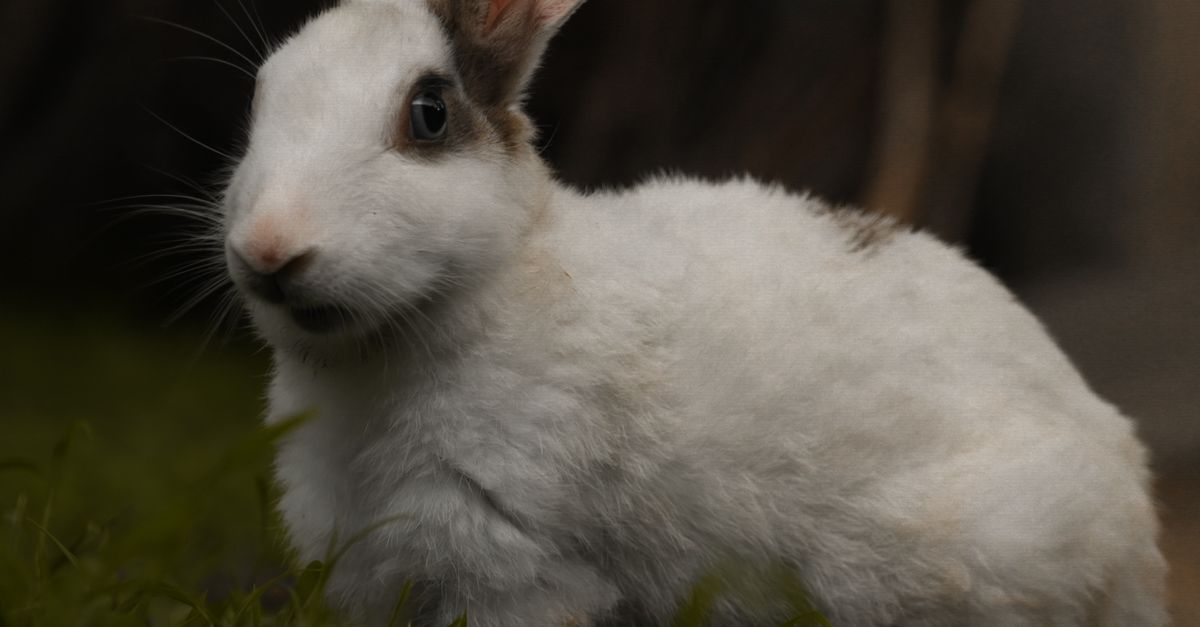 Good Looking Rabbit Cute Domestic Rabbit in Lush Greenery · Free Stock Photo