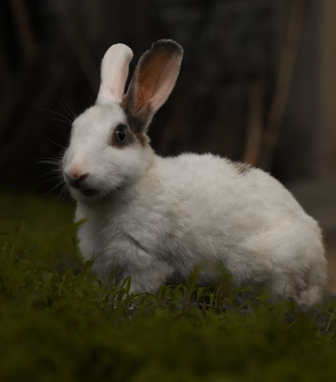 Good Looking Rabbit Cute Domestic Rabbit in Lush Greenery · Free Stock Photo
