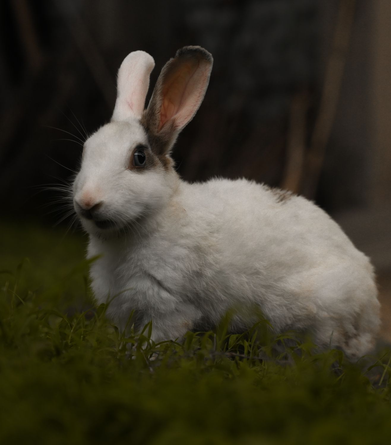 Lush Rabbits Cute Domestic Rabbit in Lush Greenery · Free Stock Photo