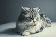 一只灰白色的猫以特写镜头定格在中性背景的表面上