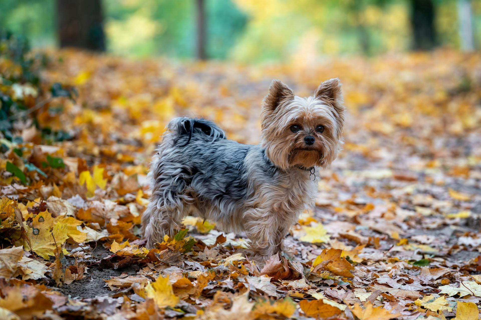 Yorkshire Terrier in Vibrant Autumn Park Setting